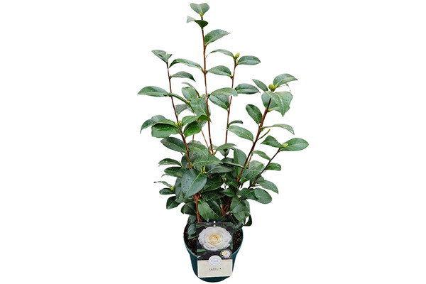 Camelia Japonica Wei | Bestellen Sie jetzt eine Japanische Rose bei  Baumschuleonline.de