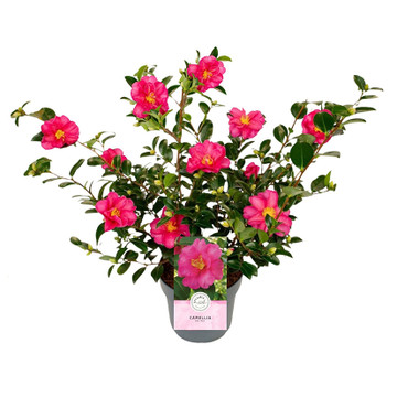 Camellia sasanqua rood Camellia sasanqua rood