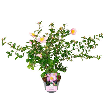 Camellia sasanqua roze Camellia sasanqua roze