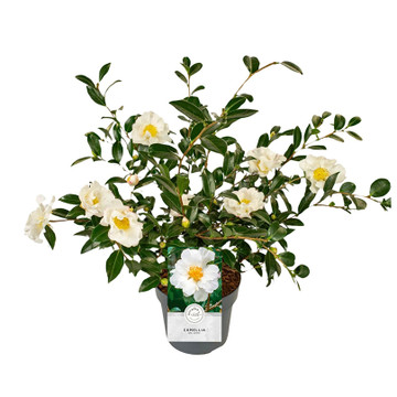 Camellia sasanqua wit Camellia sasanqua wit