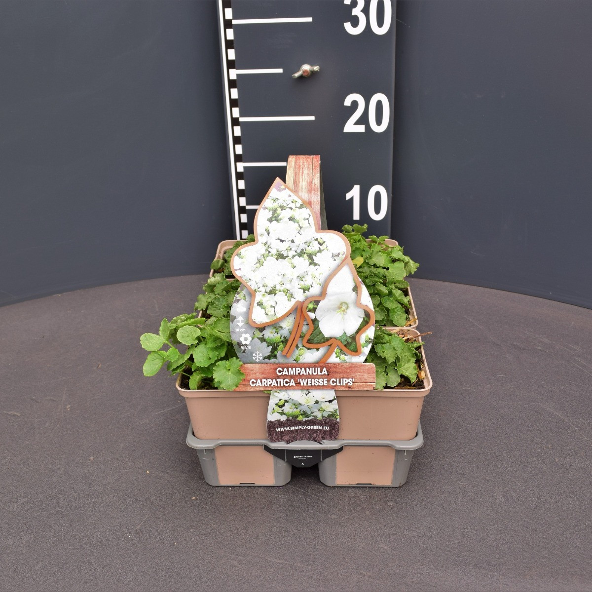 Campanula carpatica ‘Weisse Clips’