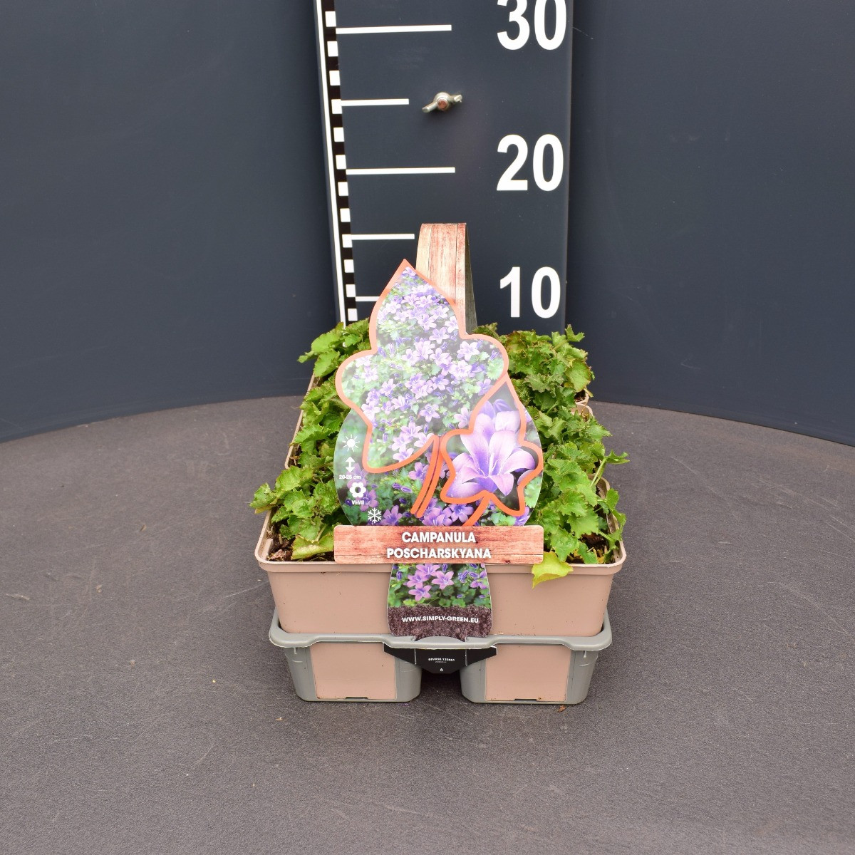 Campanula poscharskyana