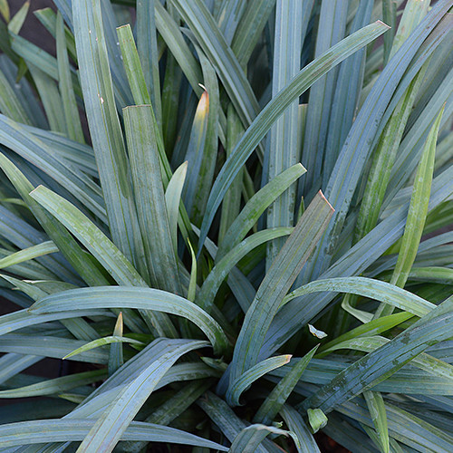 Carex Bunny Blue close up