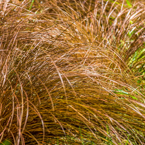 Carex comans Bronze Form