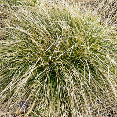 Carex comans Frosted Curls