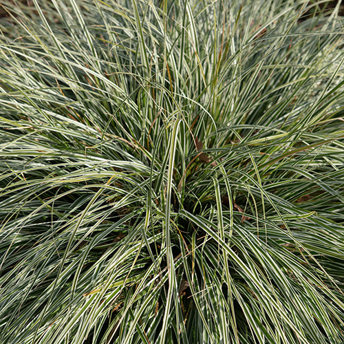 Carex oshimensis Everest