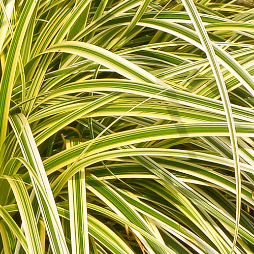 Carex morrowii Everglow close up