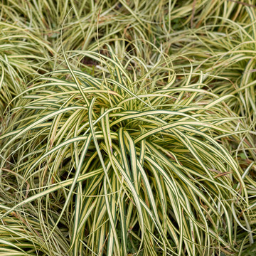 Carex oshimensis Evergold  Carex oshimensis Evergold