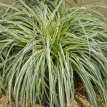 Carex Feather Falls Carex Feather Falls