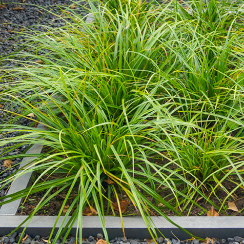Zegge Irisch Green
