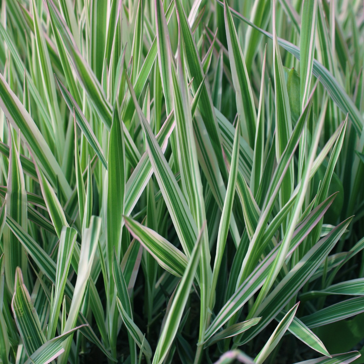 Carex morrowii 'Ice Dance'