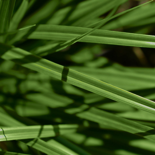 Carex Ribbon Falls close up