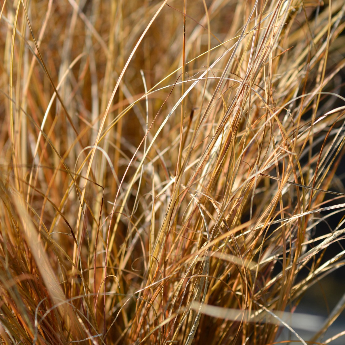 Carex testacea Prairie Fire