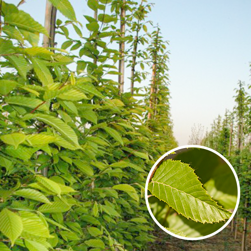 Carpinus betulus Fastigiata