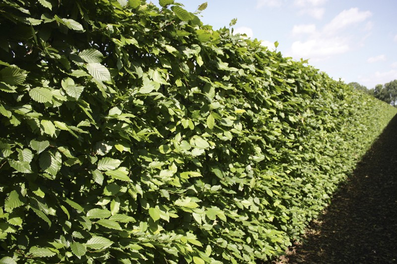 kant en klaar beukenhaag haag carpinus