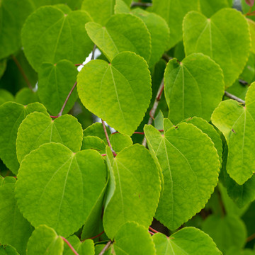 Katsuraboom Katsuraboom