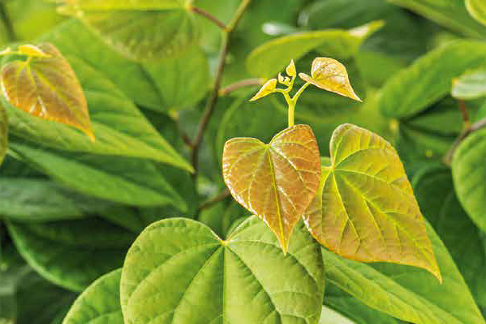 Cercis canadensis  ‘Ace of Hearts’ - Amerikaanse Judasboom