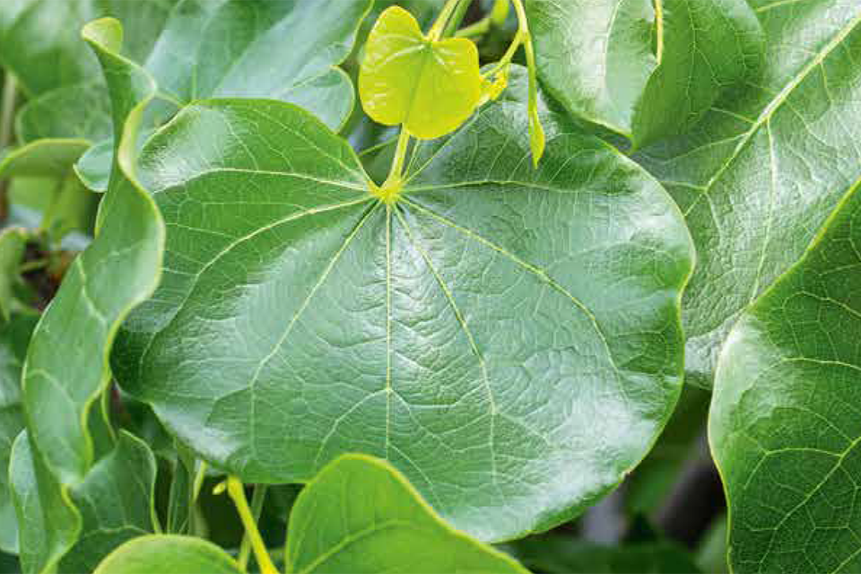 Cercis canadensis ‘Texas White’ - Amerikaanse Judasboom