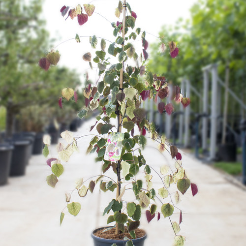 Judasboom Carolina sweetheart