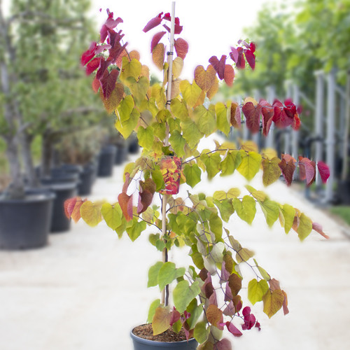 Judasboom Eternal flame