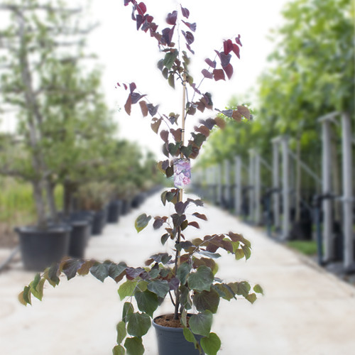 Judasboom Forest Pansy