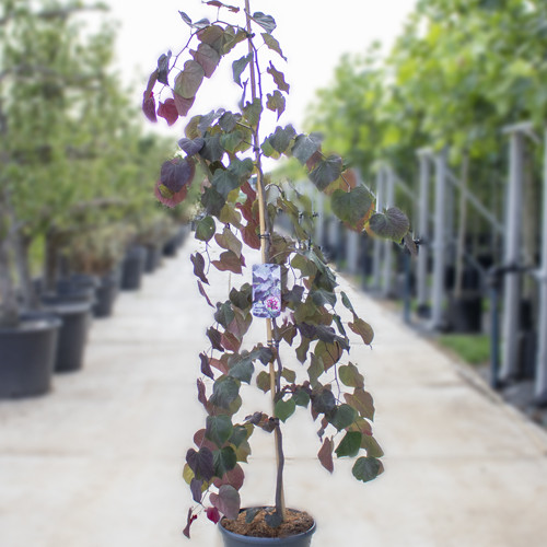 Cercis ruby falls 