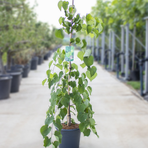 Judasboom vanilla twist