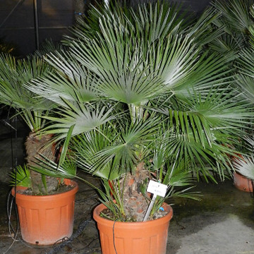 Europese Dwergpalm 'Chamaerops Humilis' 70 liter 100-150 Europese Dwergpalm 'Chamaerops Humilis' 70 liter 100-150
