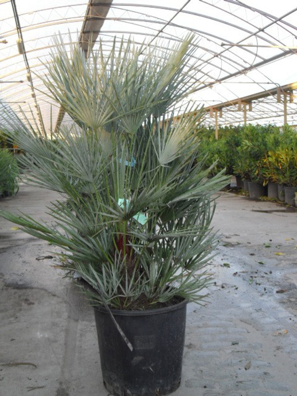Chamaerops humilis (Europese dwergpalm) 60 cm - Tas Boomkwekerij