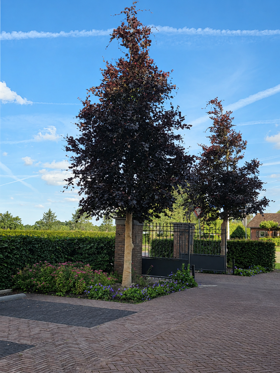 Oude Rode beuk
