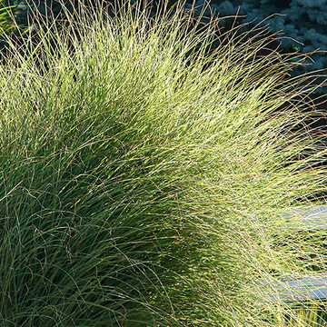 Miscanthus sinensis Morning Light Miscanthus sinensis Morning Light