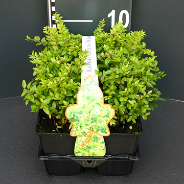 Heckenmyrthe 'Maigrün Heckenmyrthe 'Maigrün