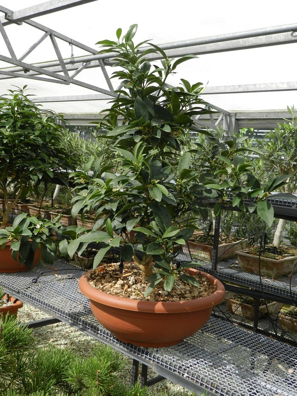 Orangenbaum Kumquat | Baumschuleonline