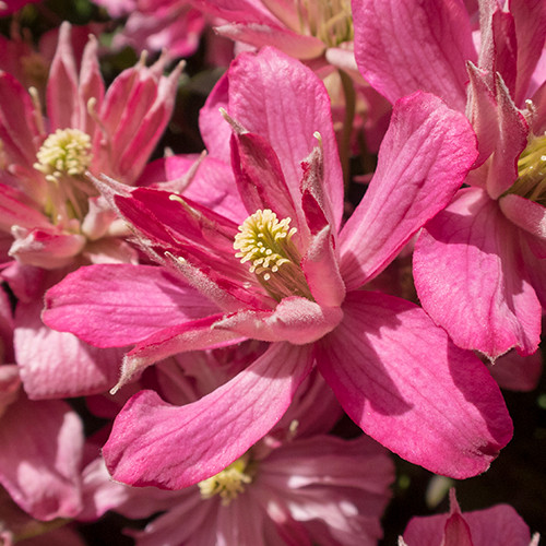 Clematis Broughton Star 50-60 cm
