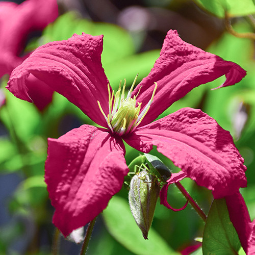 Clematis cirrhosa Landsdowne Gem 60-70 cm