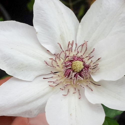 Clematis Miss Bateman 50-60 cm