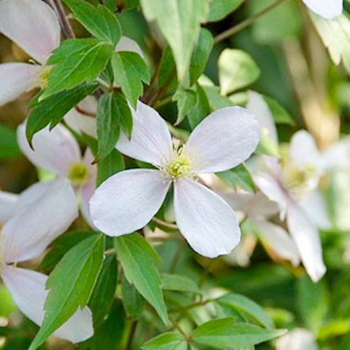 clematis montana rubens close up bloem
