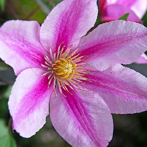 Clematis Piilu 50-60
