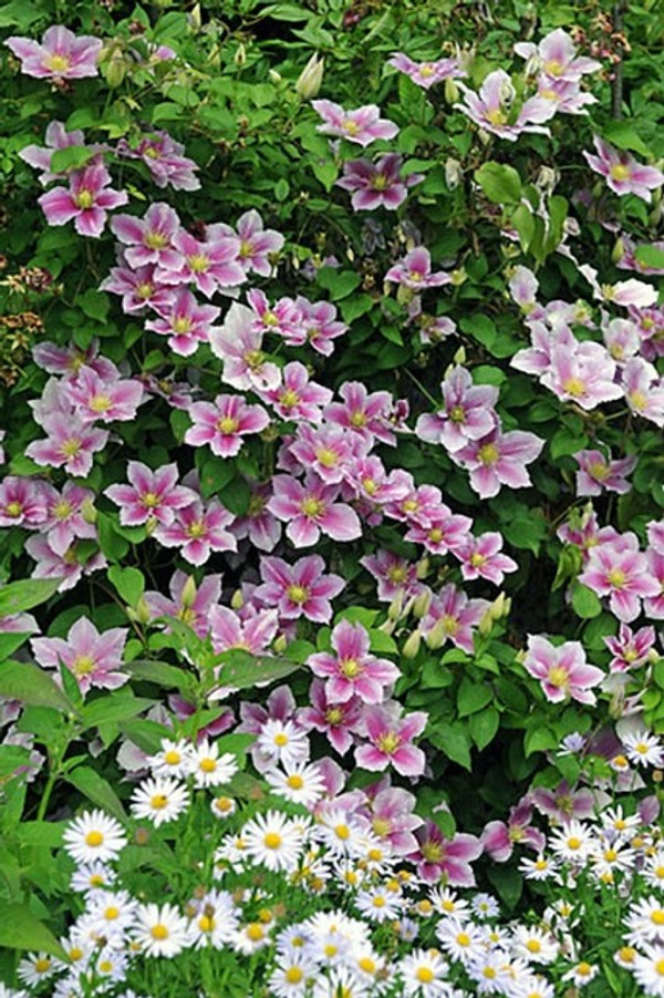 Clematis 'Piilu' | Waldrebe | Baumschuleonline