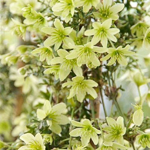 Klimplant clematis online kopen