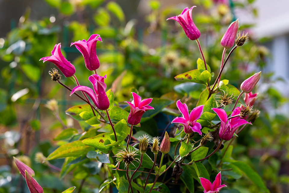 Clematis ‘Princess Diana’