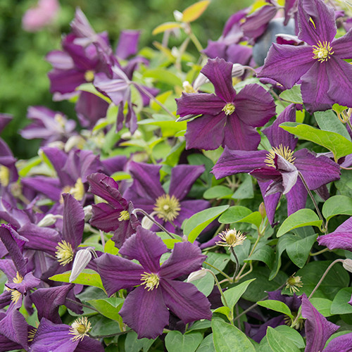 Clematis Romantika