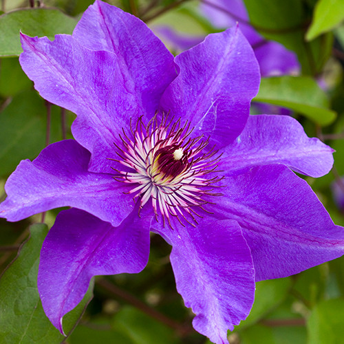 Clematis The President
