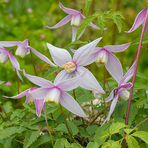 Clematis alpina Willy