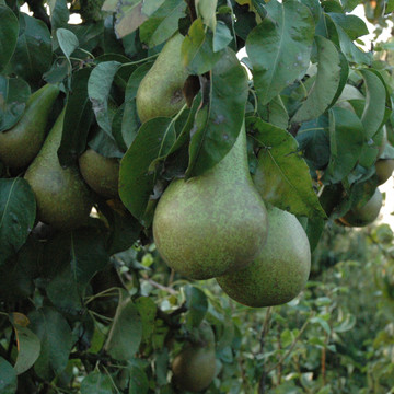 Perenboom Comtesse de Paris Perenboom Comtesse de Paris