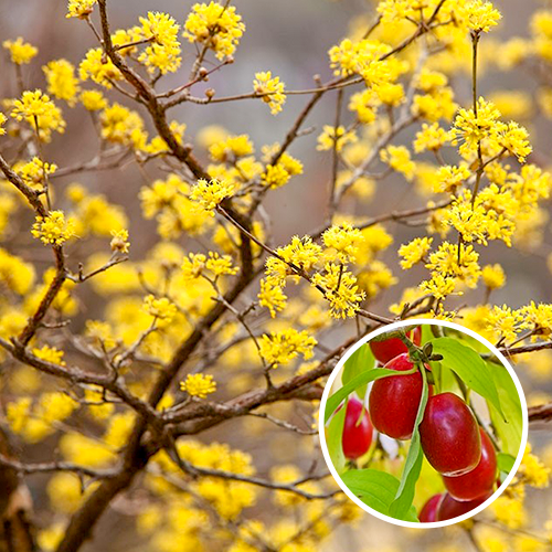 Cornus mas