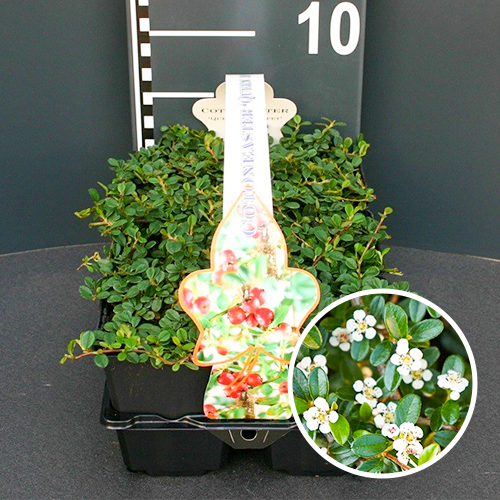 Cotoneaster Queen of carpet