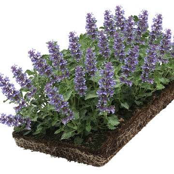 Nepeta Walker's Low matten Nepeta Walker's Low matten