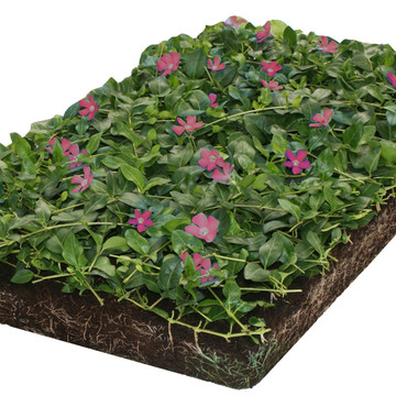 Vinca Atropurpurea matten Vinca Atropurpurea matten