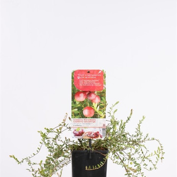 Cranberry 30-35 cm Cranberry 30-35 cm